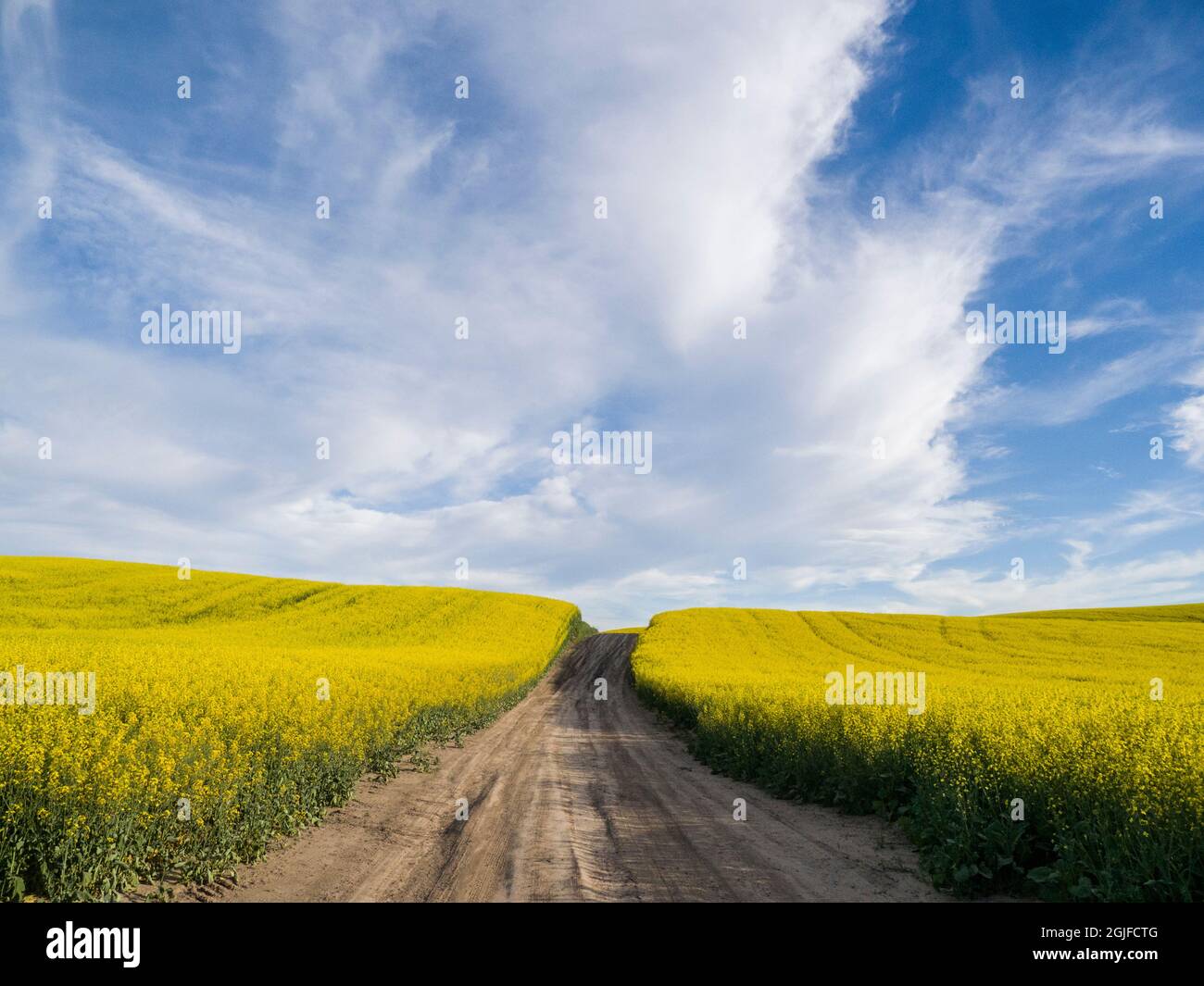 Strada sterrata rurale con campi di canola fioriti su entrambi i lati. Foto Stock