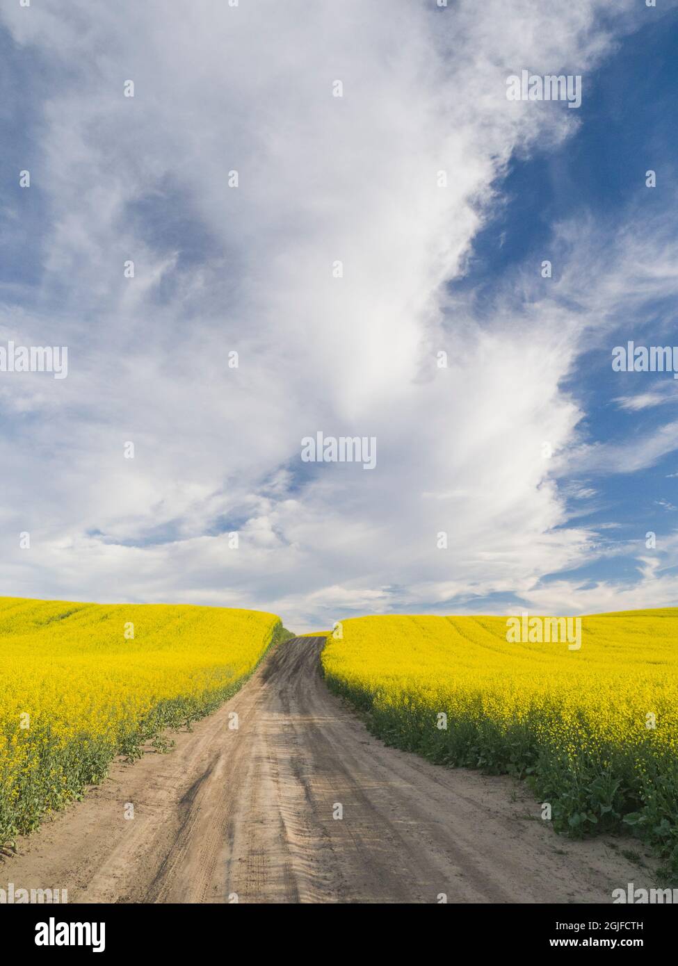 Strada sterrata rurale con campi di canola fioriti su entrambi i lati. Foto Stock
