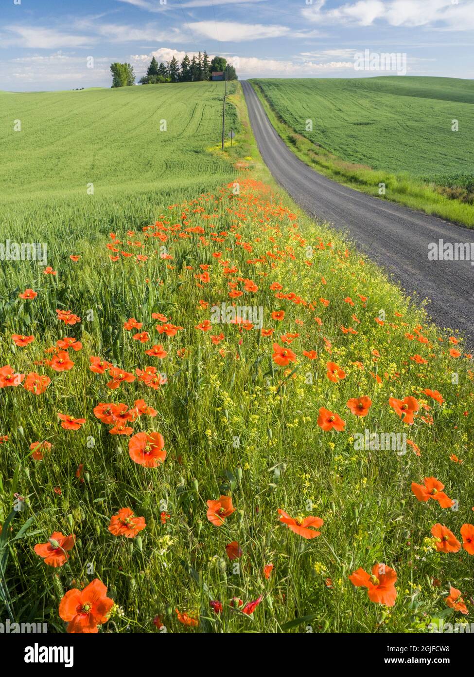 Fiori selvatici e papaveri che fioriscono lungo una strada rurale nel Palouse. Foto Stock