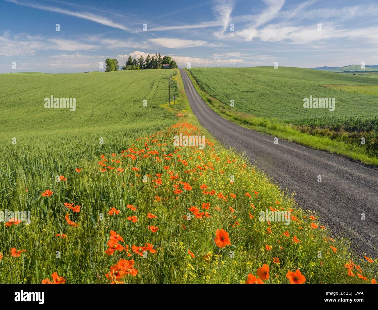 Fiori selvatici e papaveri che fioriscono lungo una strada rurale nel Palouse. Foto Stock