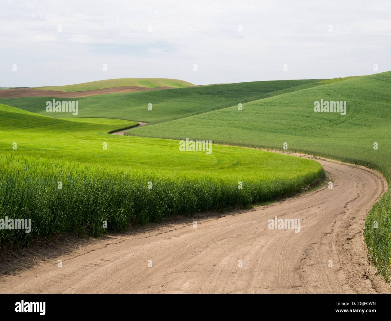Strada sterrata rurale che si snoda attraverso i campi di grano. Foto Stock