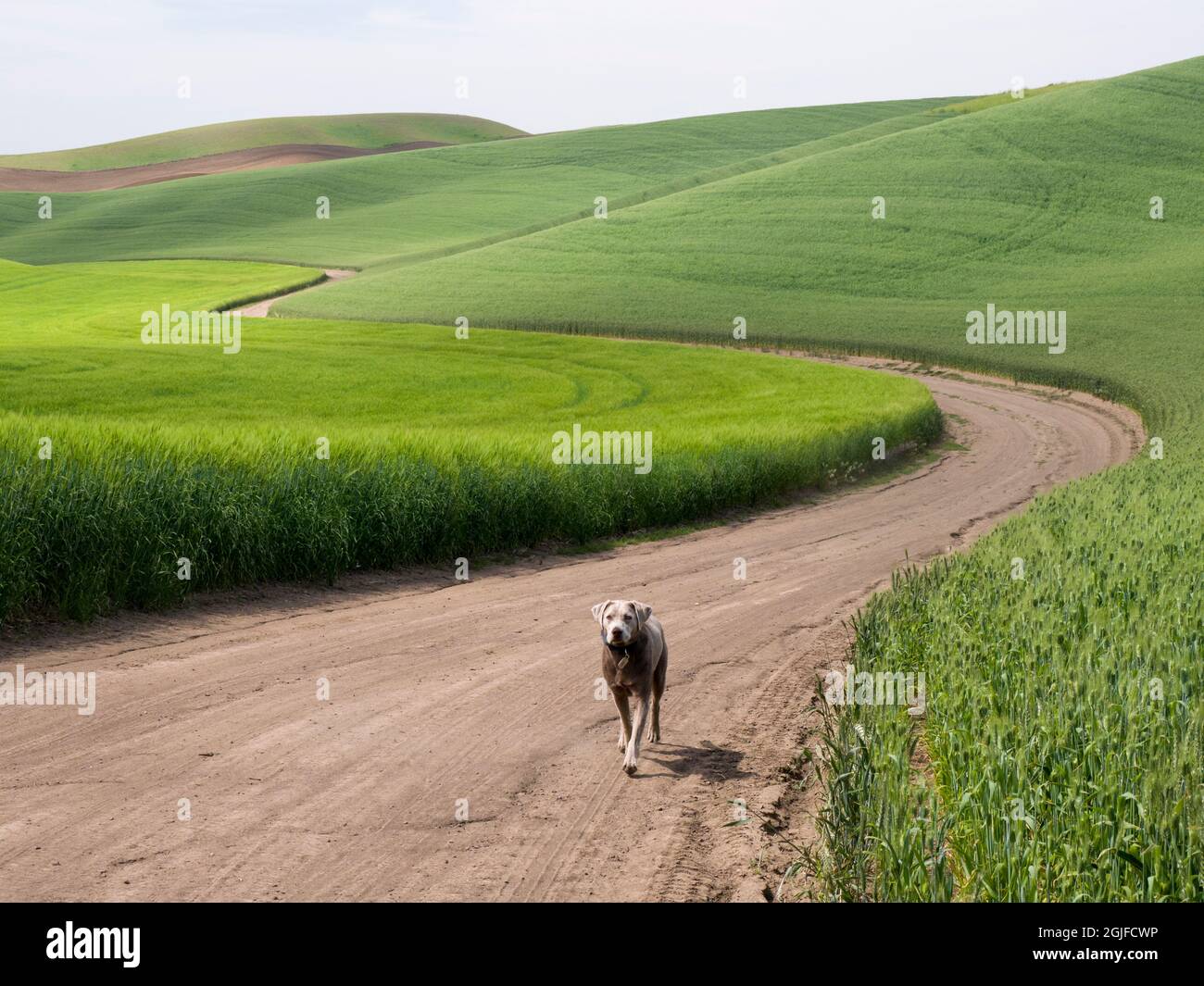 Strada sterrata rurale che si snoda attraverso i campi di grano e labrador Retriever argento su strada. Foto Stock