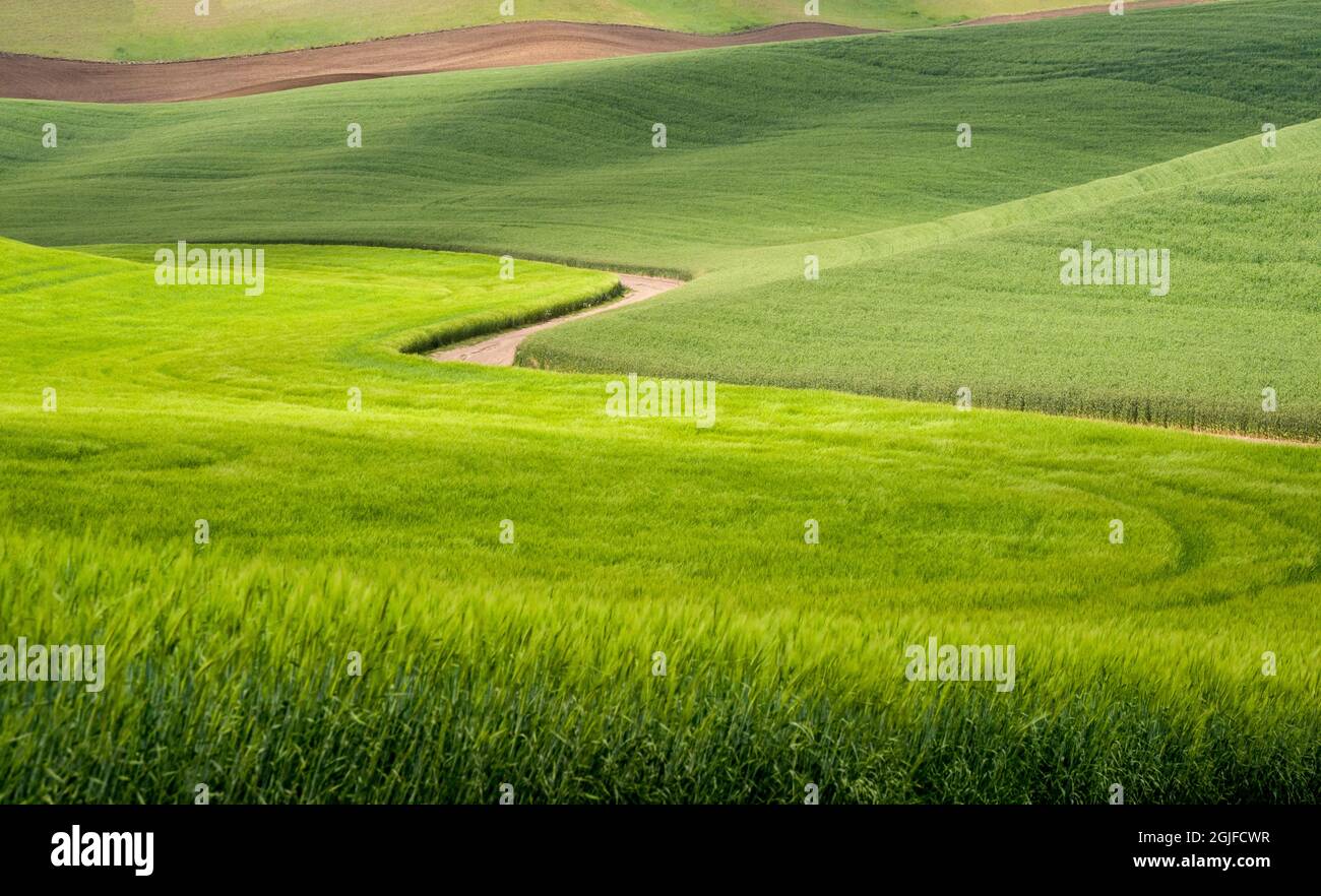 Strada sterrata rurale che si snoda attraverso i campi di grano. Foto Stock