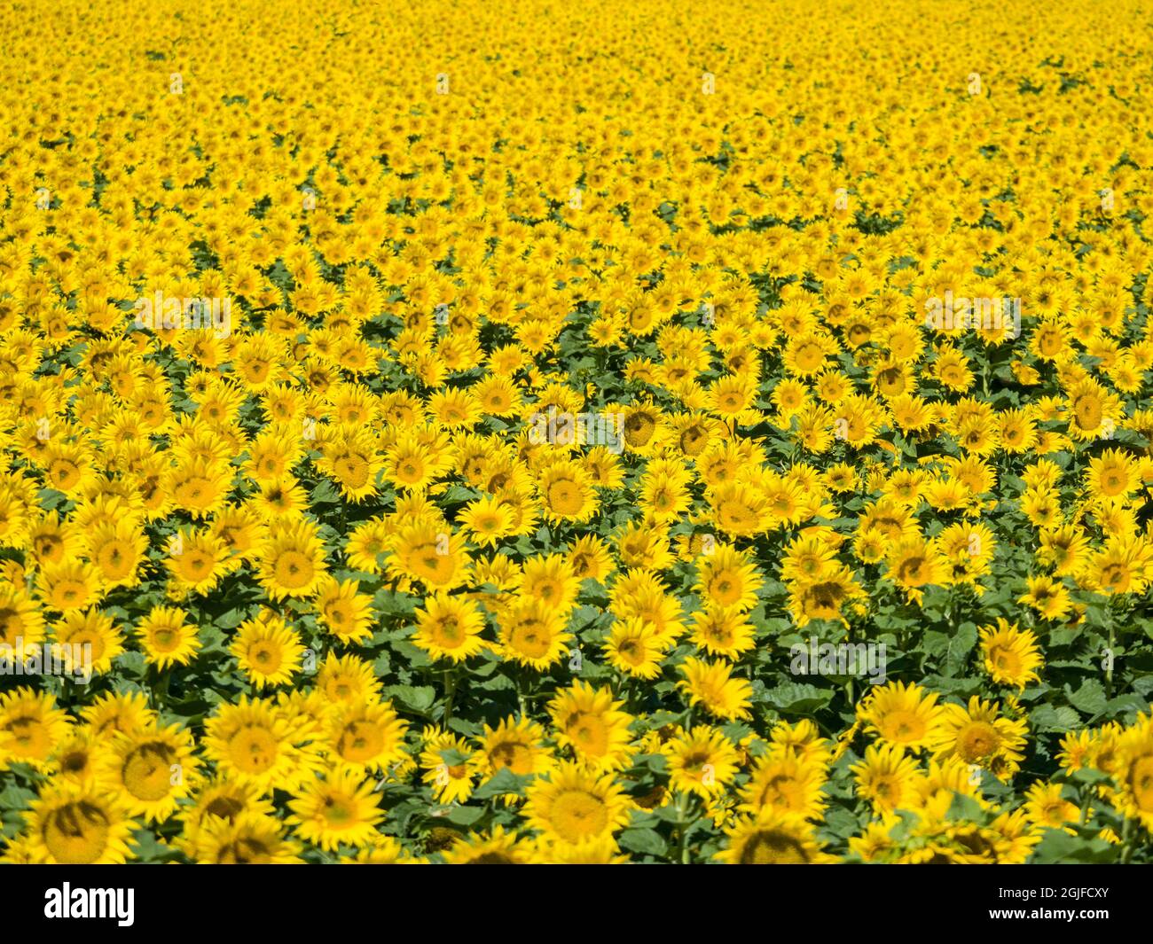 Grande campo di girasole. Foto Stock