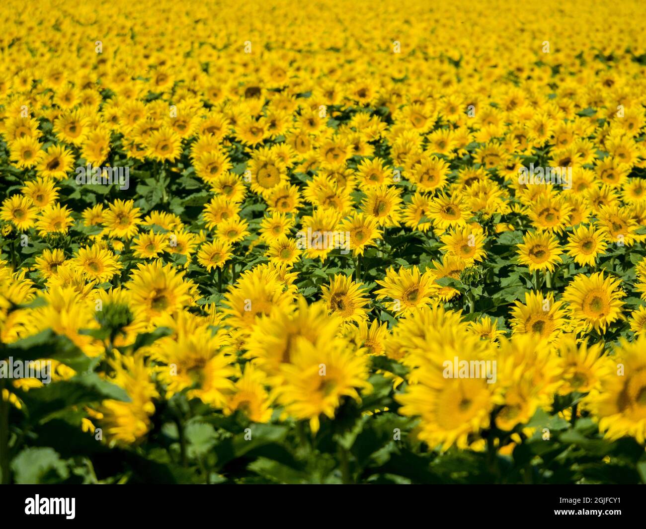 Grande campo di girasole. Foto Stock