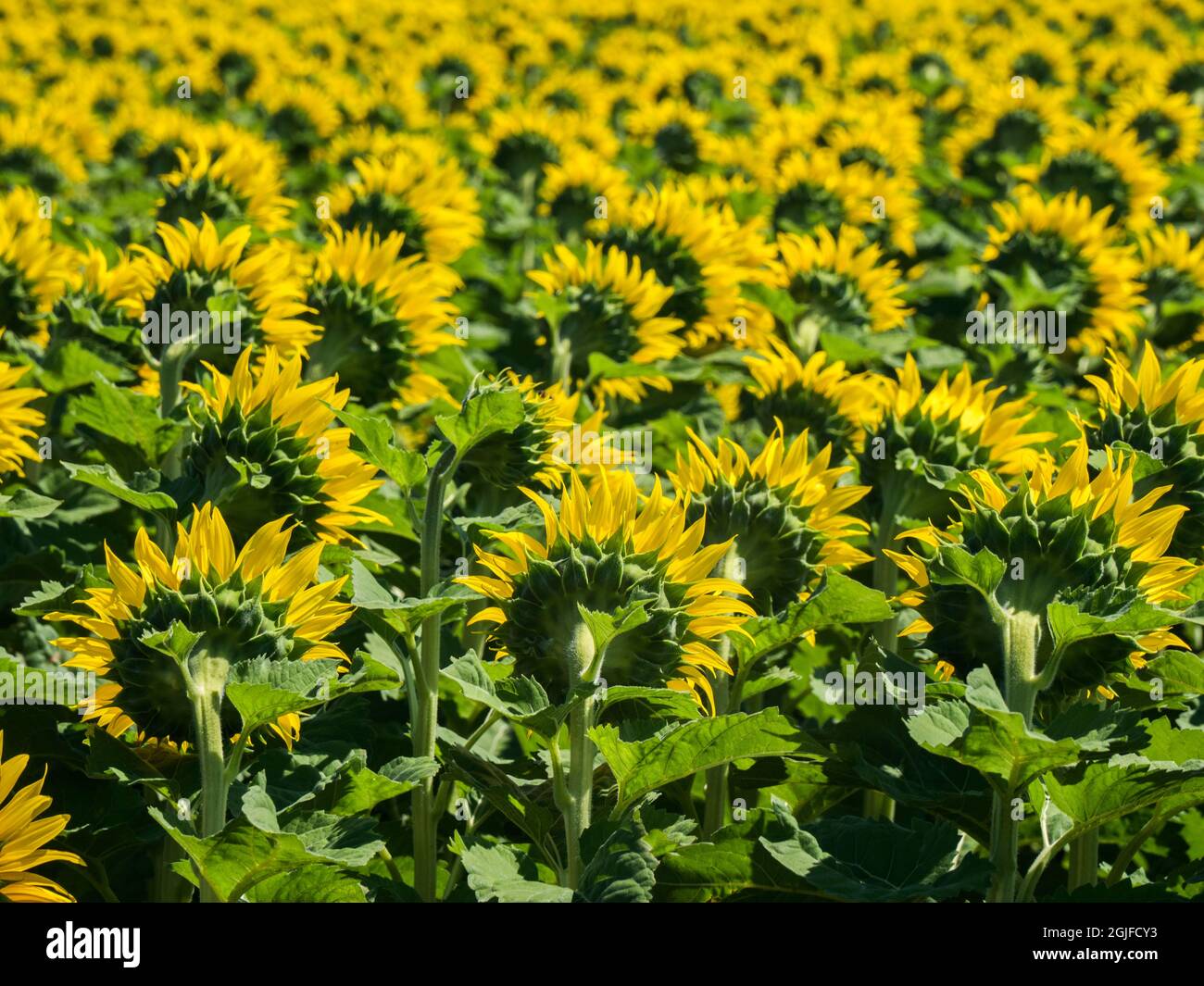 Grande campo di girasole. Foto Stock