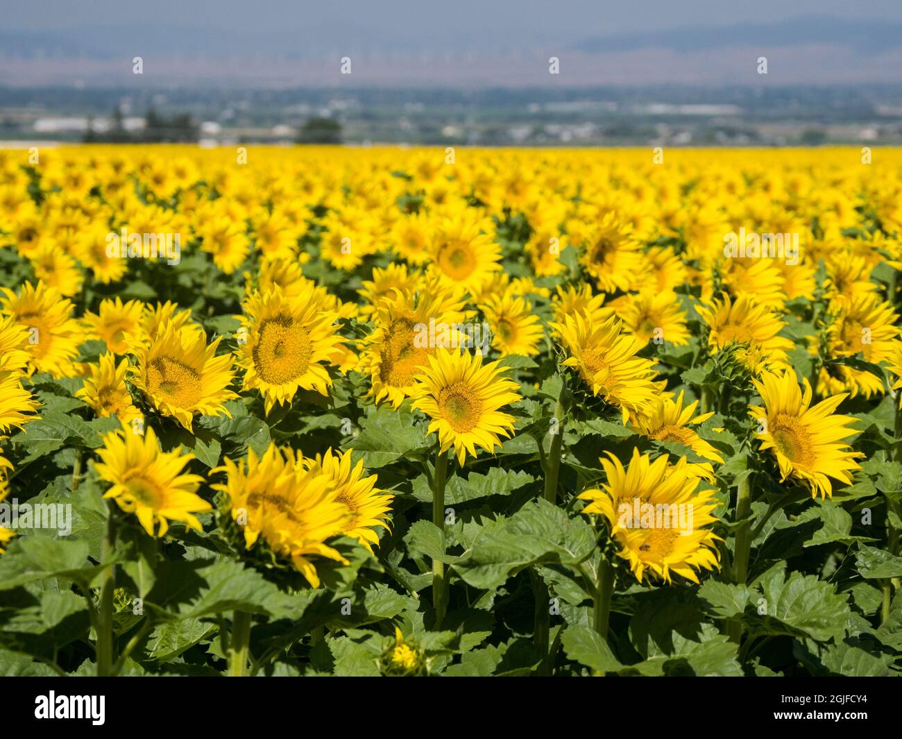 Grande campo di girasole. Foto Stock