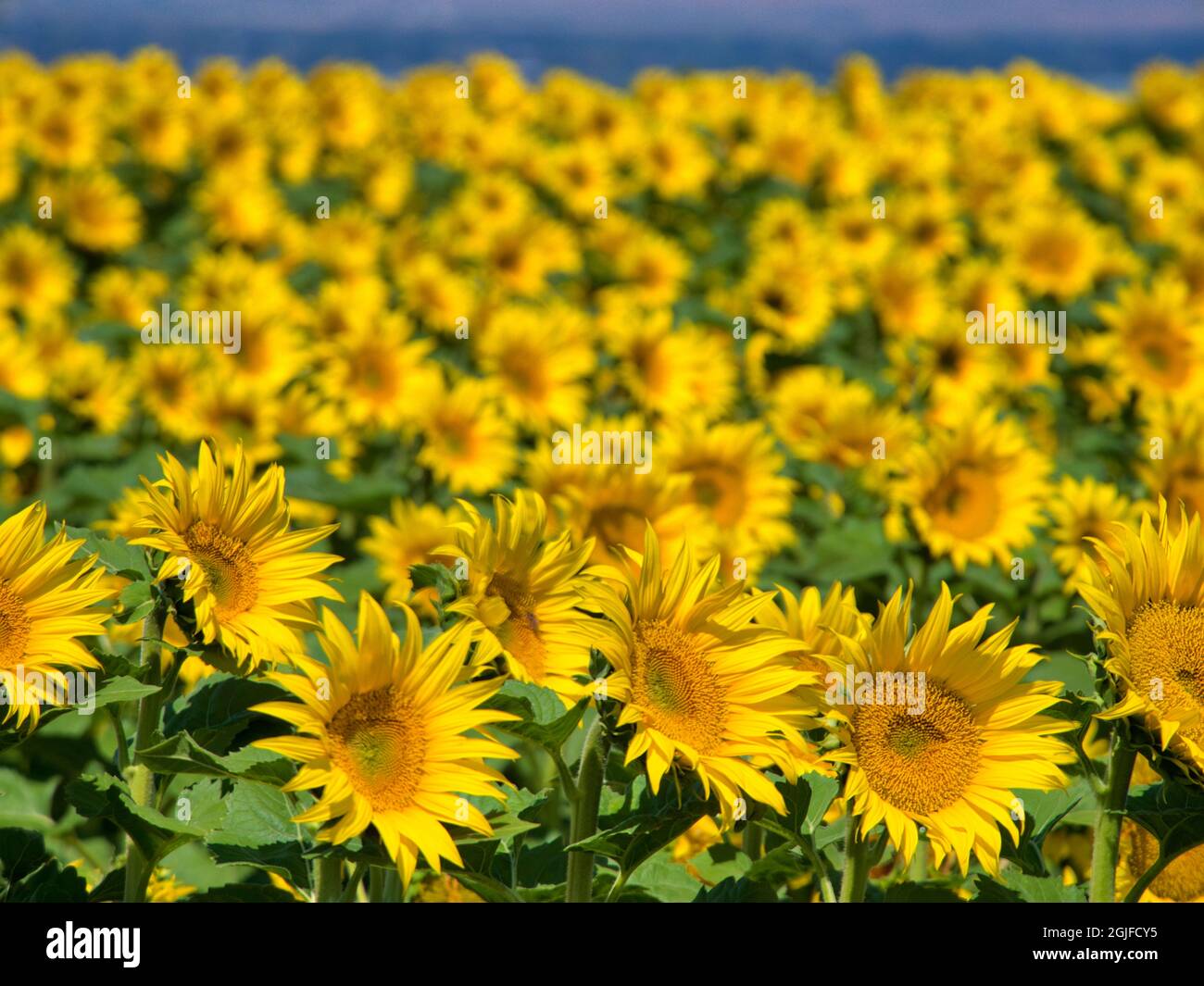 Grande campo di girasole. Foto Stock