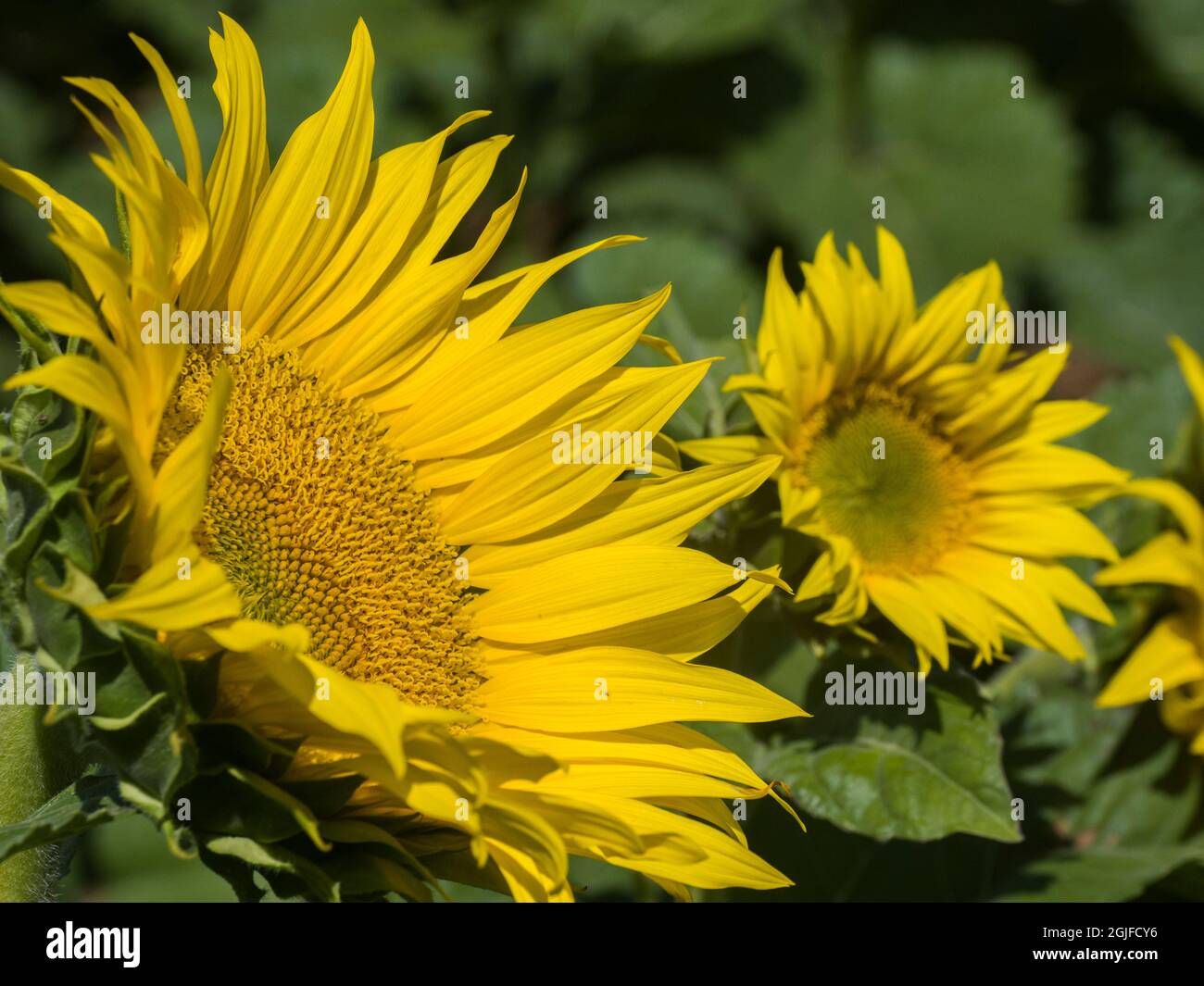 Grande campo di girasole. Foto Stock