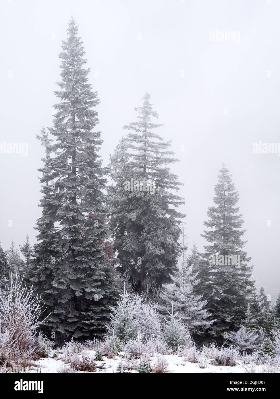 Alberi innevati in inverno. Foto Stock