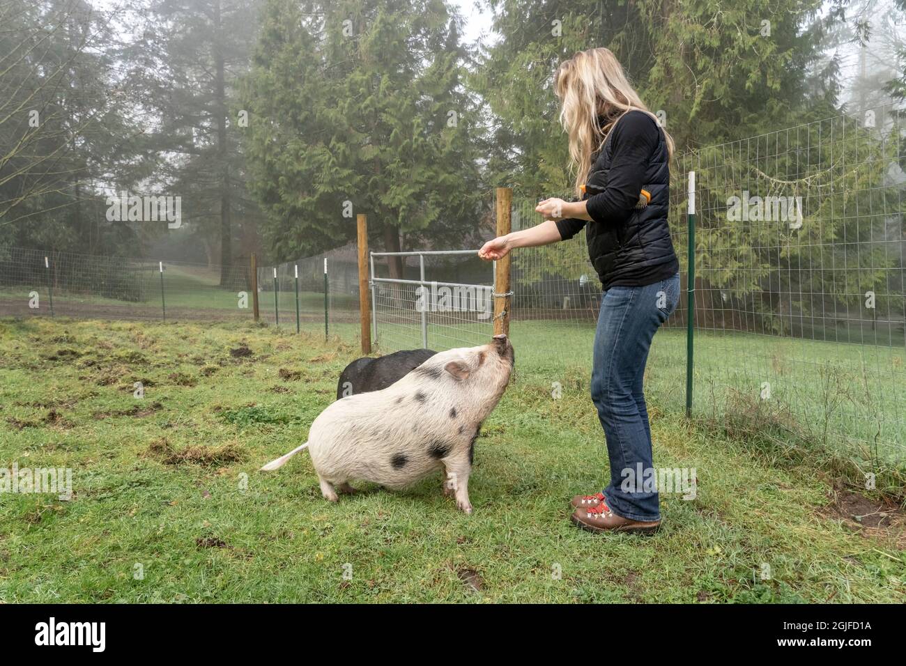 Donna che insegnava al suo mini maialino Julianna e ai maiali vietnamiti abbelliti da pidocchi a sedere, e li ricompensava con le arachidi. (PR, MR) Foto Stock