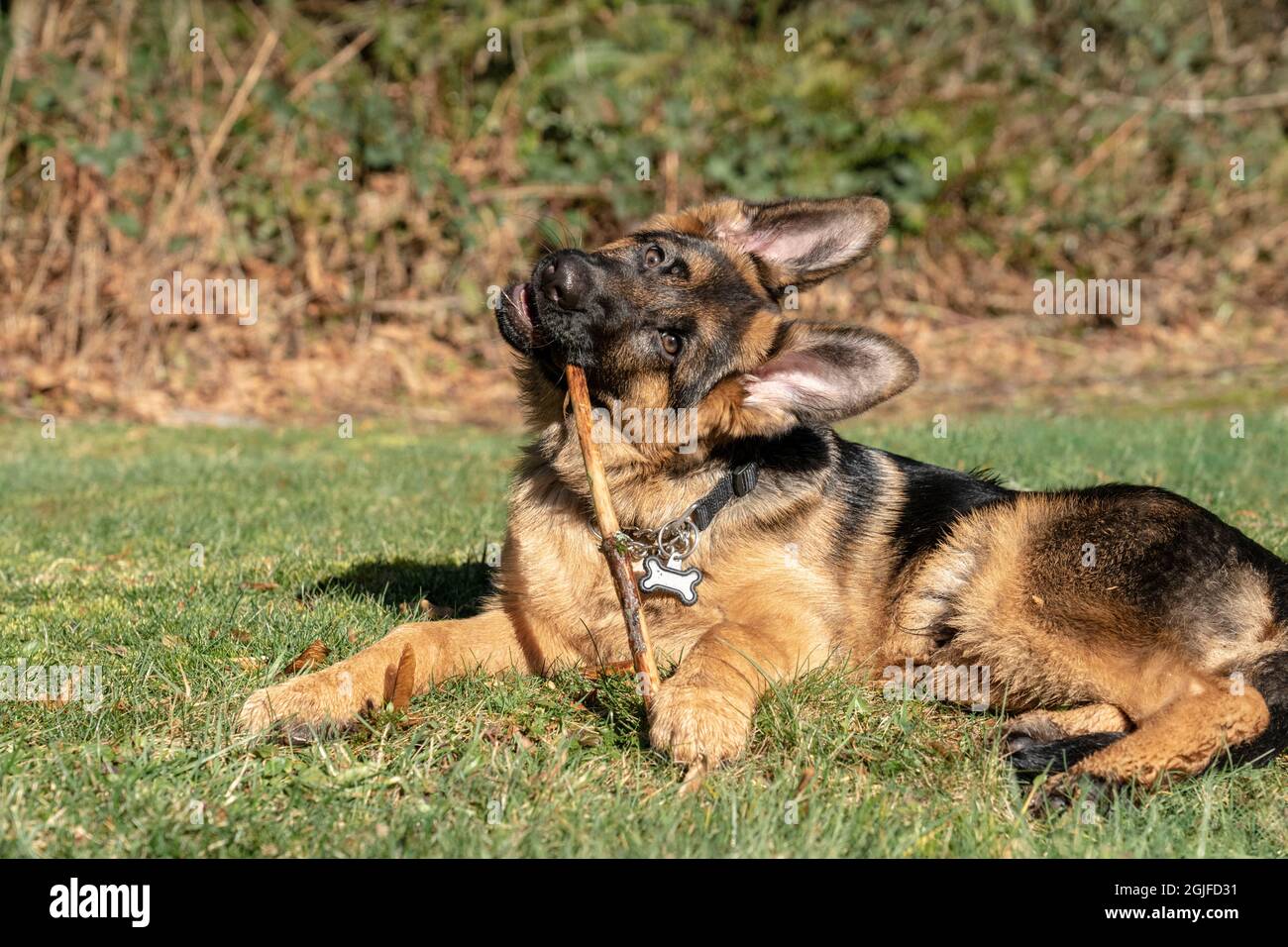 Cucciolo di pastore tedesco di quattro mesi che mastica su un bastone. (PR) Foto Stock