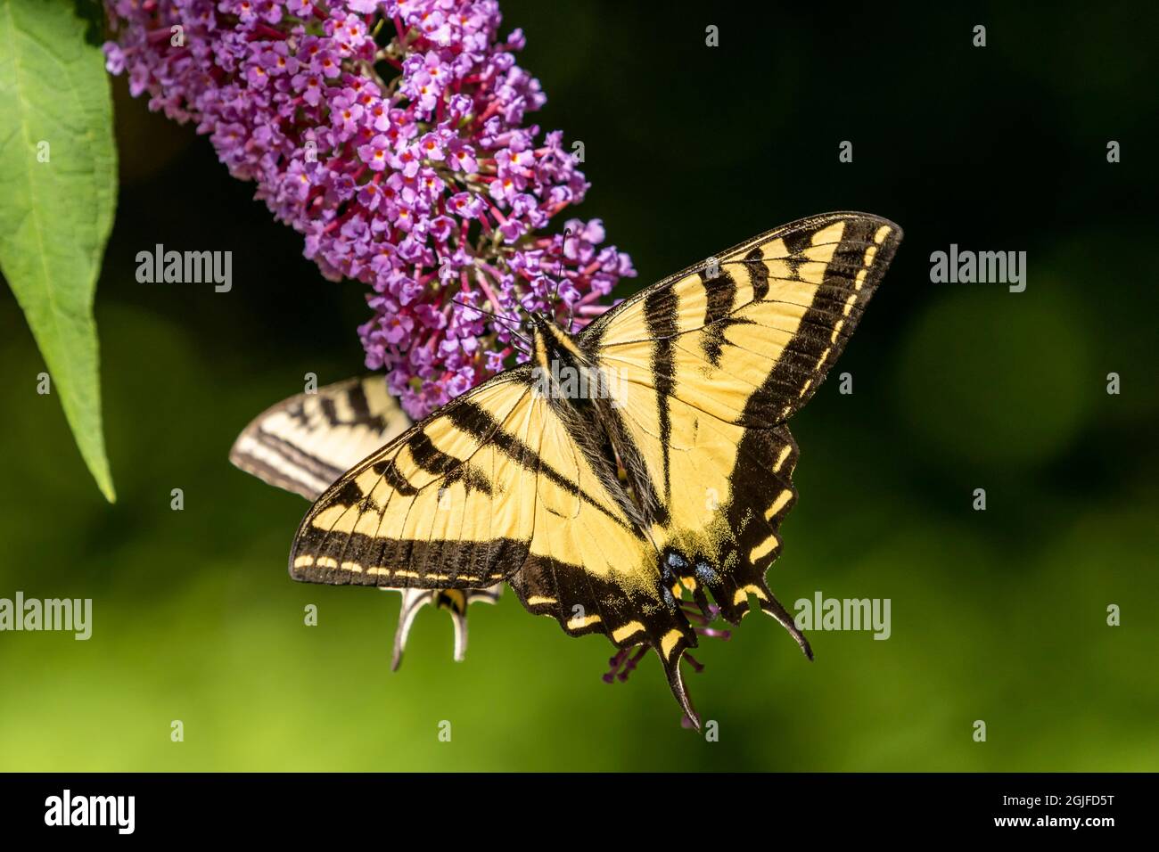 Issaquah, Washington, Stati Uniti. Due Western Tiger Swallowtail farfalle che impollinano un Butterfly Bush. Foto Stock Issaquah, Washington, Stati Uniti. Due Western Tiger Swallowtail farfalle che impollinano un Butterfly Bush. Foto Stock