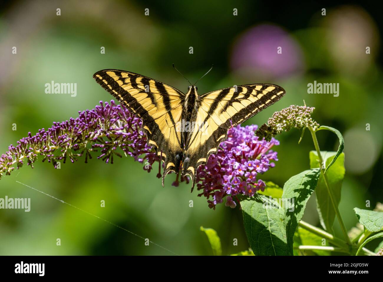 Issaquah, Washington, Stati Uniti. Western Tiger Swallowtail farfalla impollinando un Butterfly Bush. Foto Stock Issaquah, Washington, Stati Uniti. Western Tiger Swallowtail farfalla impollinando un Butterfly Bush. Foto Stock