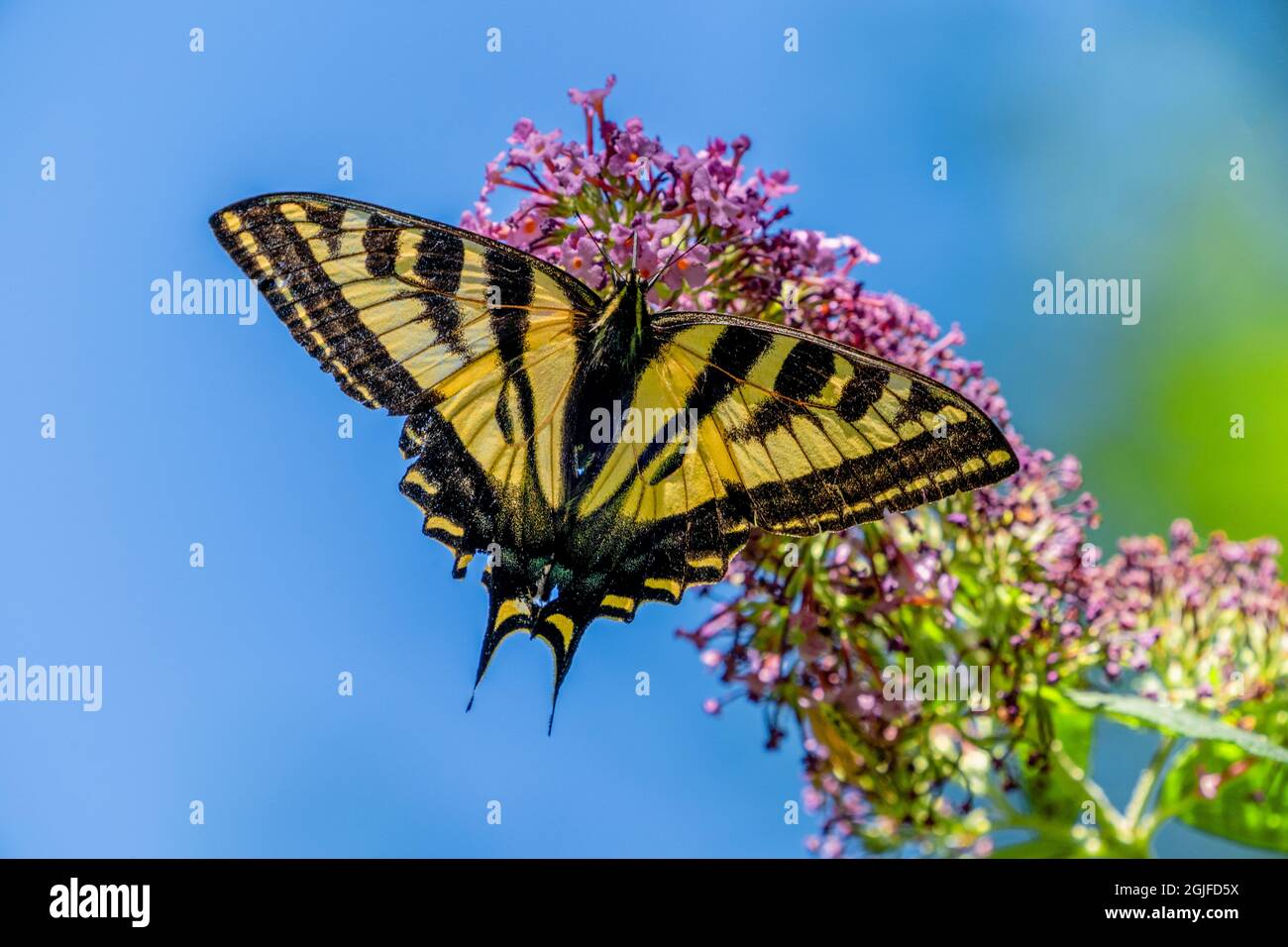Issaquah, Washington, Stati Uniti. Western Tiger Swallowtail farfalla impollinando un Butterfly Bush. Foto Stock Issaquah, Washington, Stati Uniti. Western Tiger Swallowtail farfalla impollinando un Butterfly Bush. Foto Stock