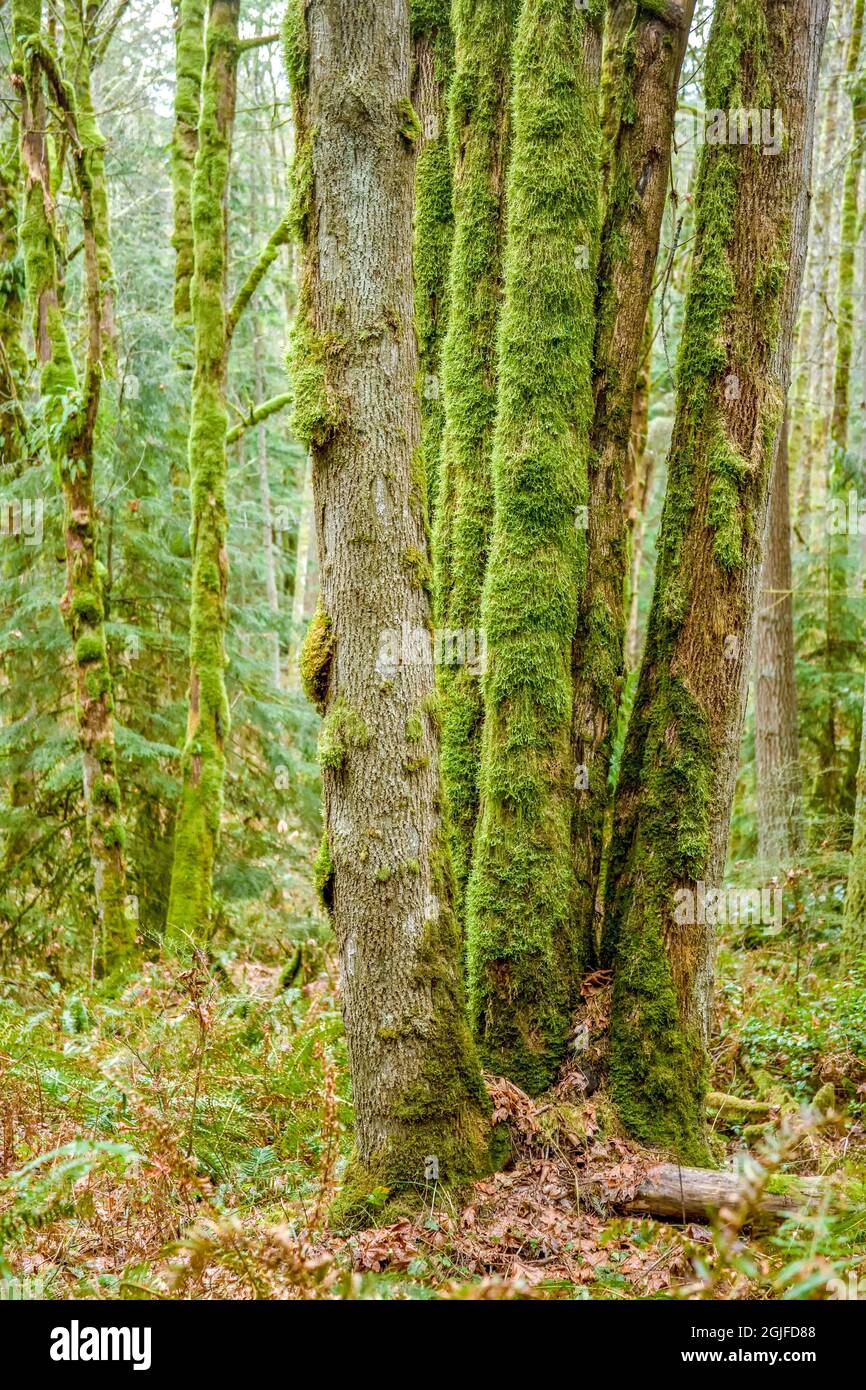 Squak Mountain state Park a Issaquah, Washington, USA. Alberi coperti di muschio Uniti alla base in una foresta pluviale. Foto Stock