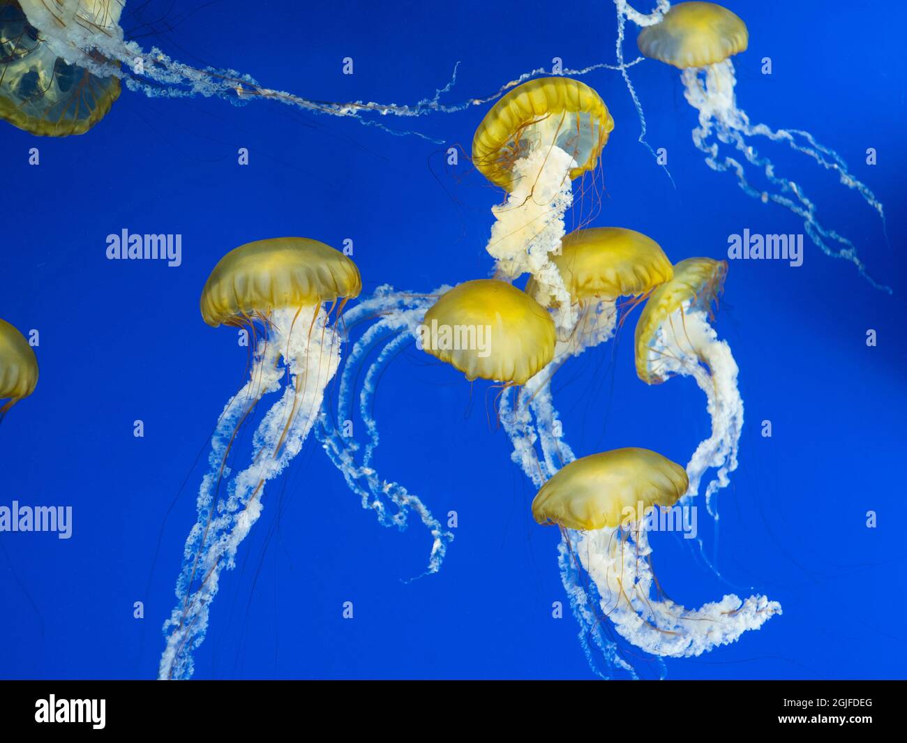 USA, Washington state, Tacoma, Point Defiance Zoo. Meduse in serbatoio Foto Stock