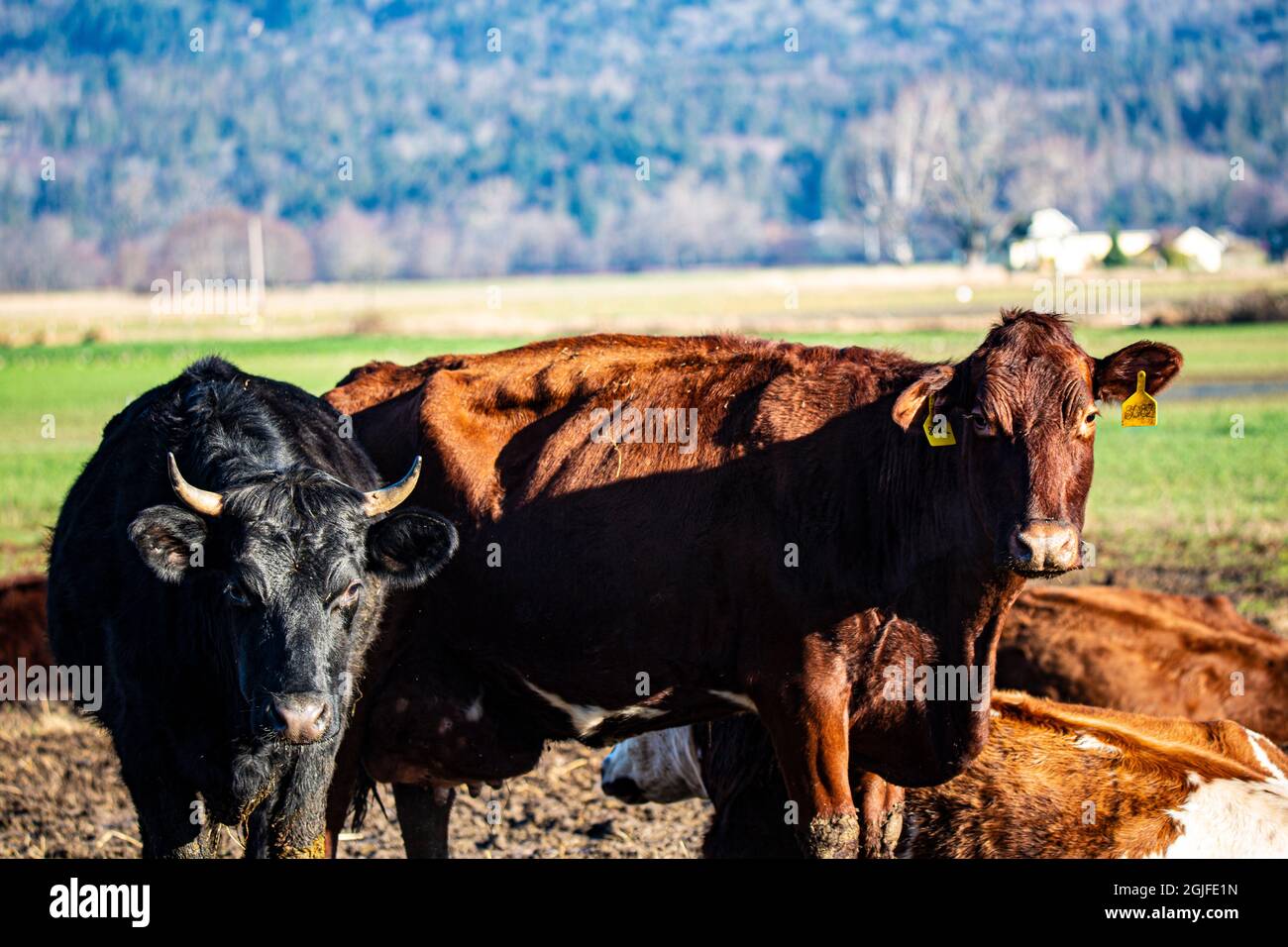 Stati Uniti, Washington state, Mount Vernon. Mucche guardando la macchina fotografica. Foto Stock