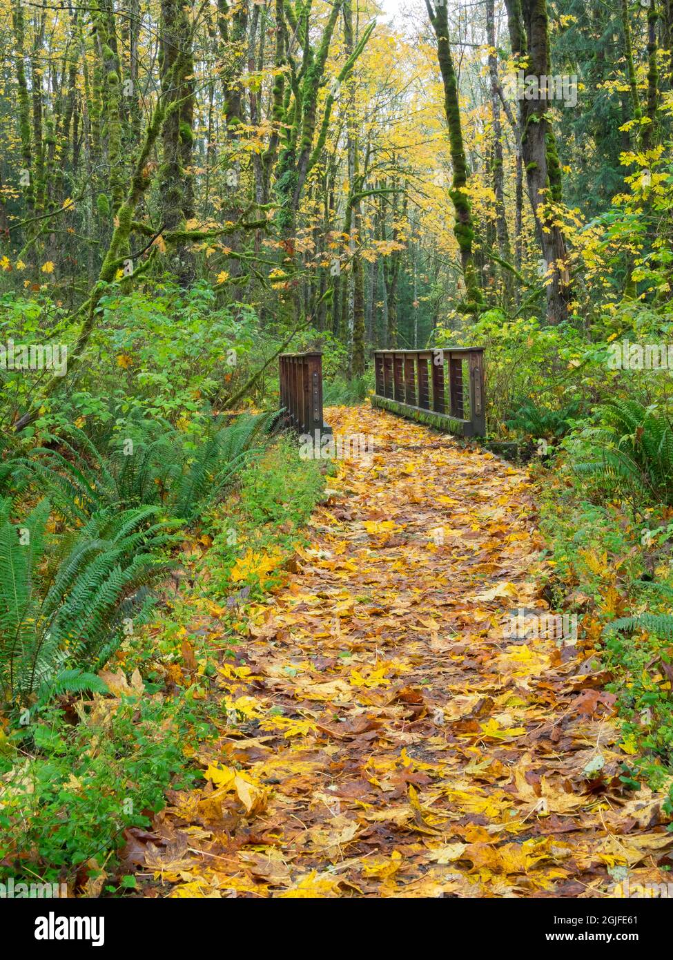 WA, Tiger Mountain, Leaf percorso coperto Foto Stock