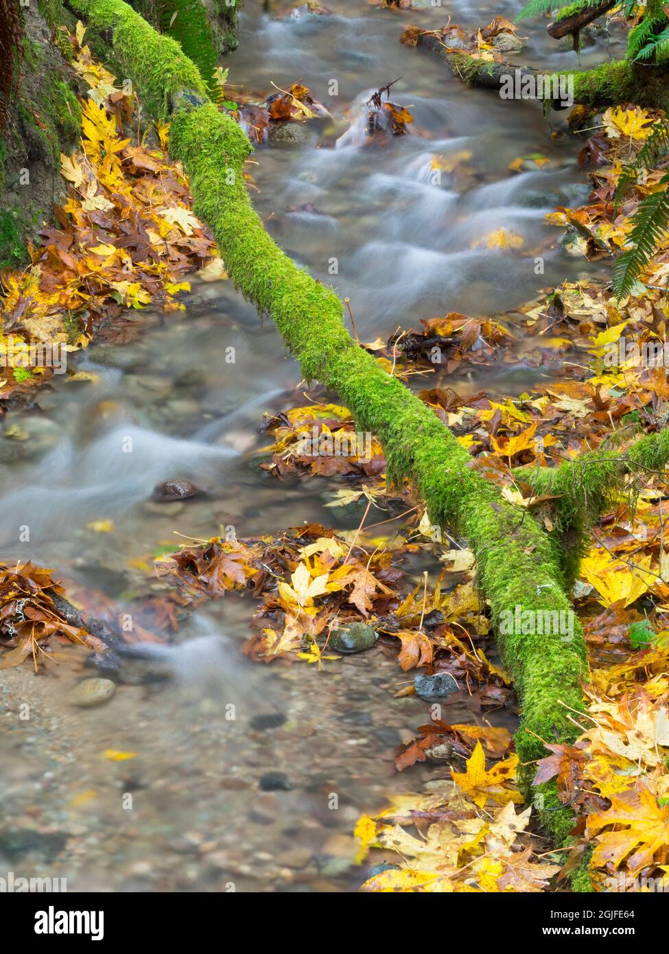 WA, Tiger Mountain, Moss ramo coperto sul ruscello Foto Stock