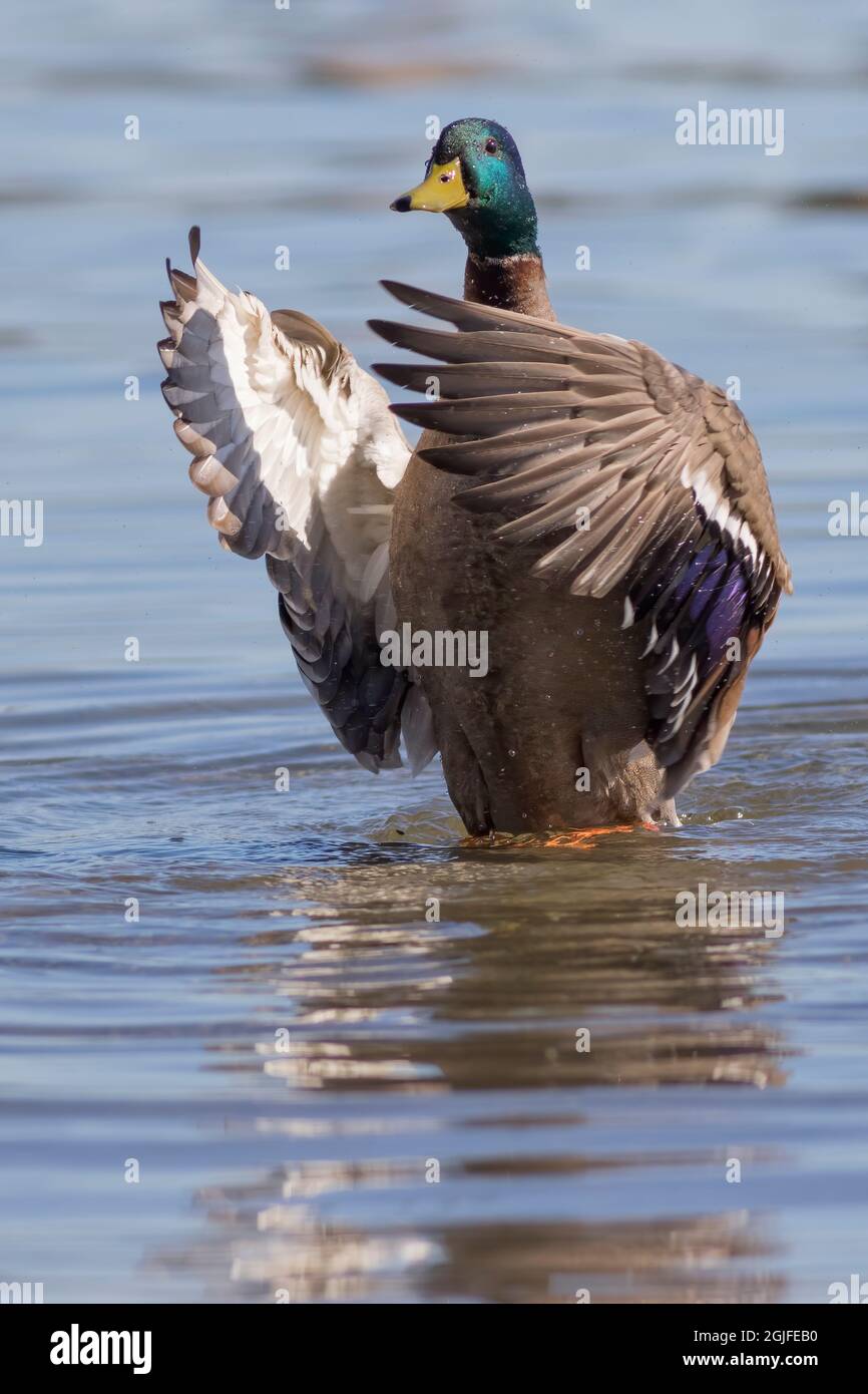 Washington state, Redmond, Lake Sammamish. Ali di anatra mallardo maschio che batte Foto Stock Washington state, Redmond, Lake Sammamish. Ali di anatra mallardo maschio che batte Foto Stock