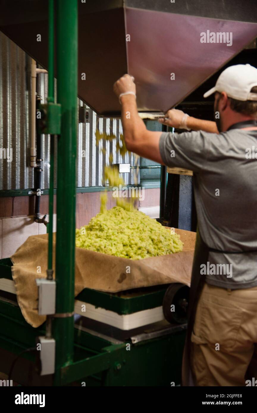 Stati Uniti, Washington state, Woodinville. Produzione di sidro di mele al largo della Branch Farm. Foto Stock