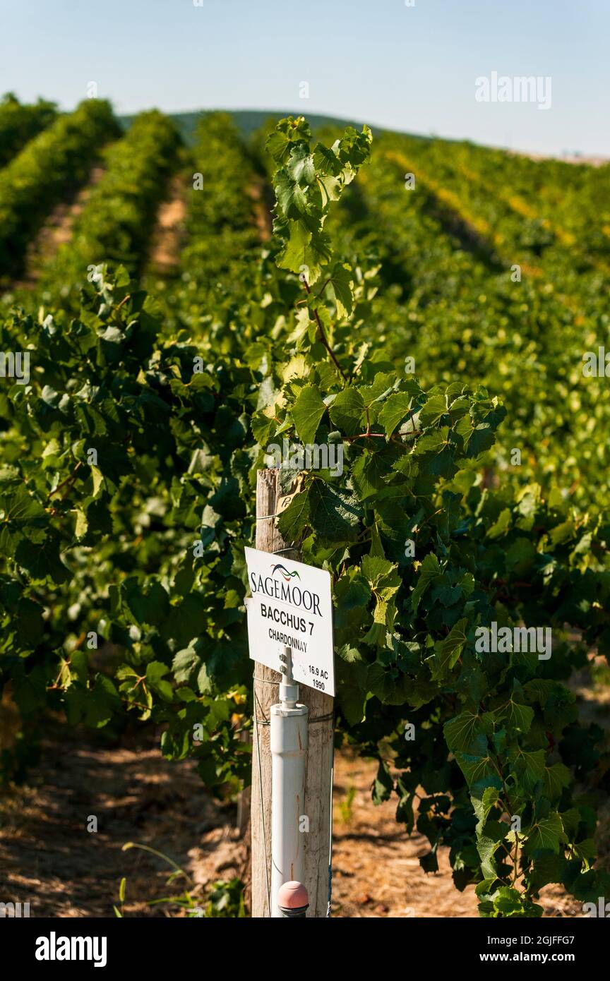 USA, Washington state, Pasco. Fila di uve Chardonnay in Sagemoor Vineyard nella Columbia Valley. Foto Stock