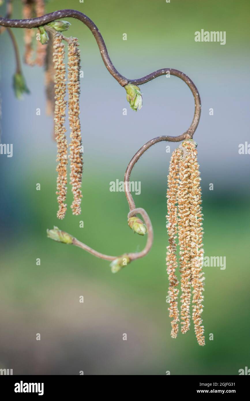 Washington state, Bellevue. Cavatappi Fiori di Willow Foto Stock