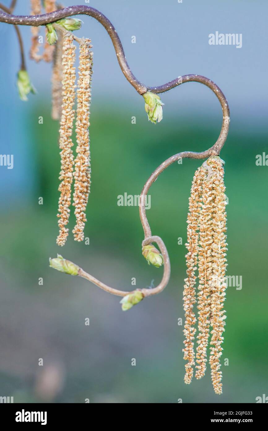 Washington state, Bellevue. Cavatappi Fiori di Willow Foto Stock