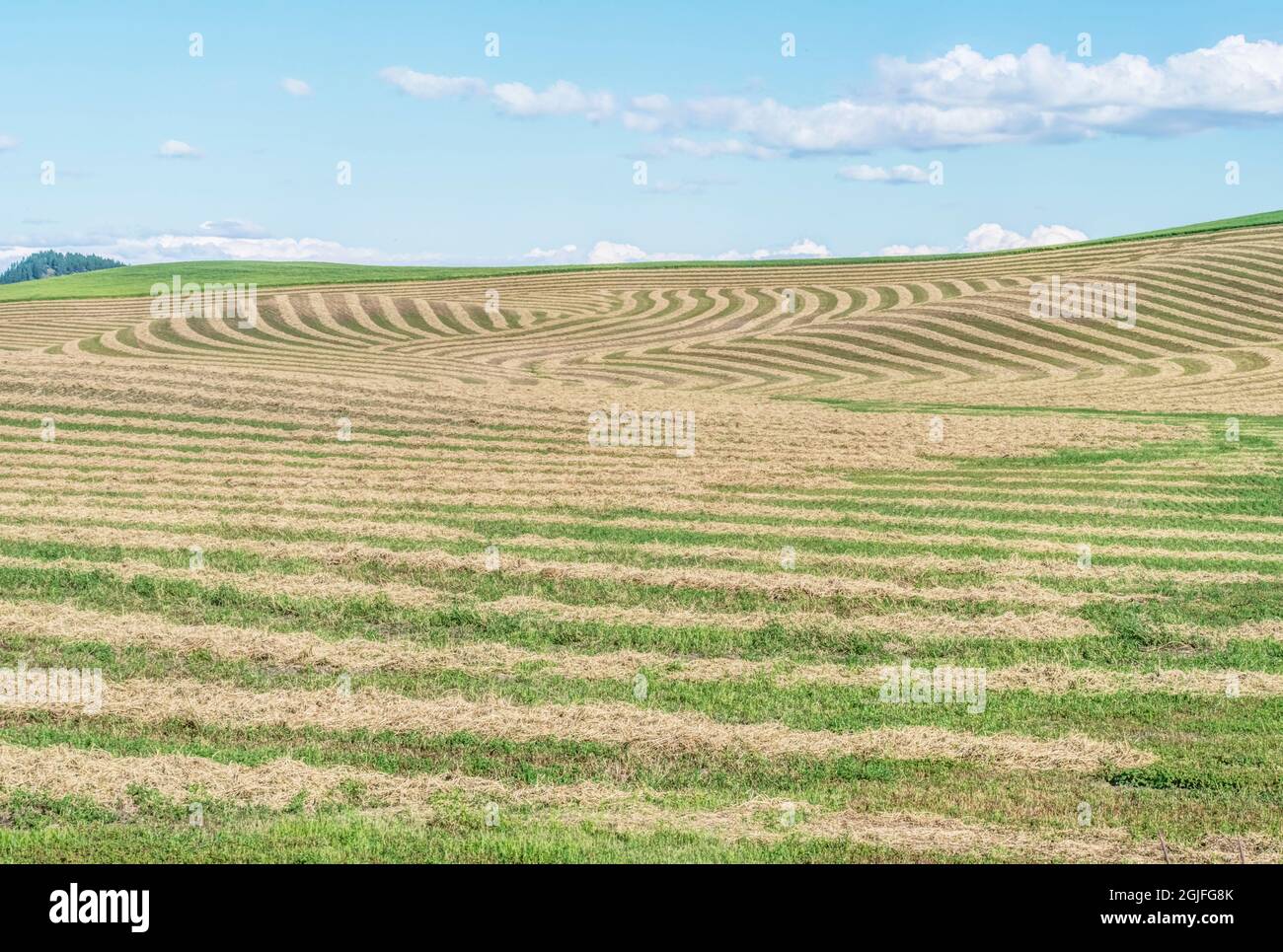 Stato di Washington, contea di Whitman. Raccolta del fieno Foto Stock