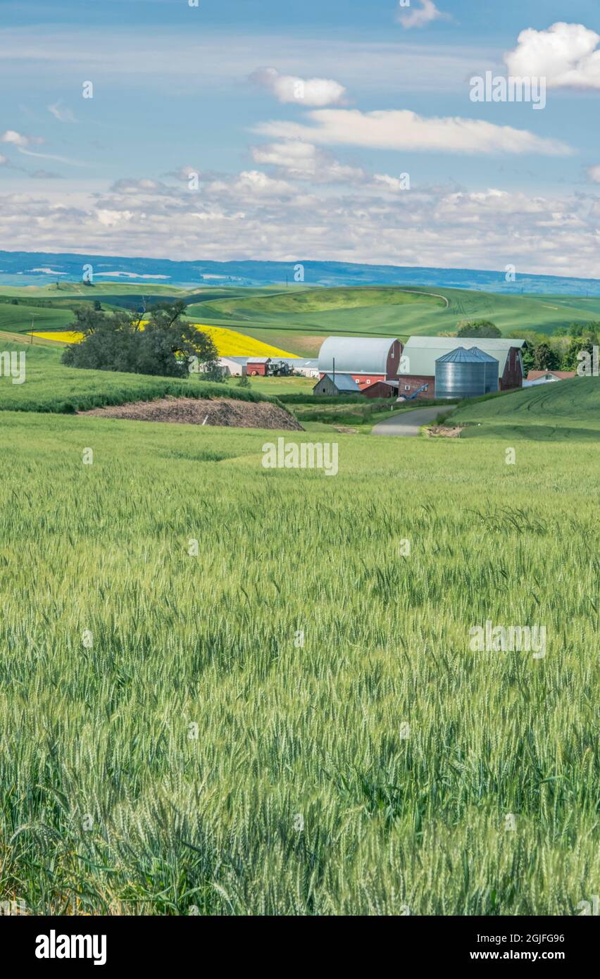 Stato di Washington, contea di Whitman. Palouse Farm Foto Stock
