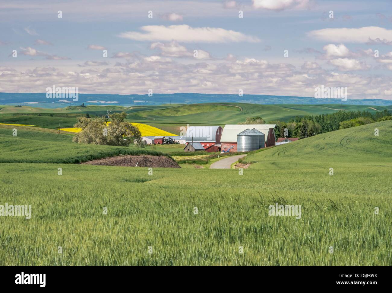 Stato di Washington, contea di Whitman. Palouse Farm Foto Stock