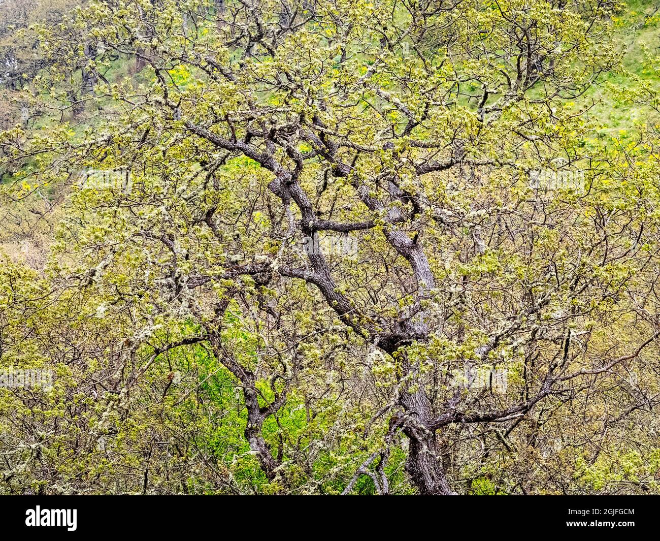 USA, Washington state, Snoqualmie Cottonwood albero in molle nuove foglie verdastre Foto Stock