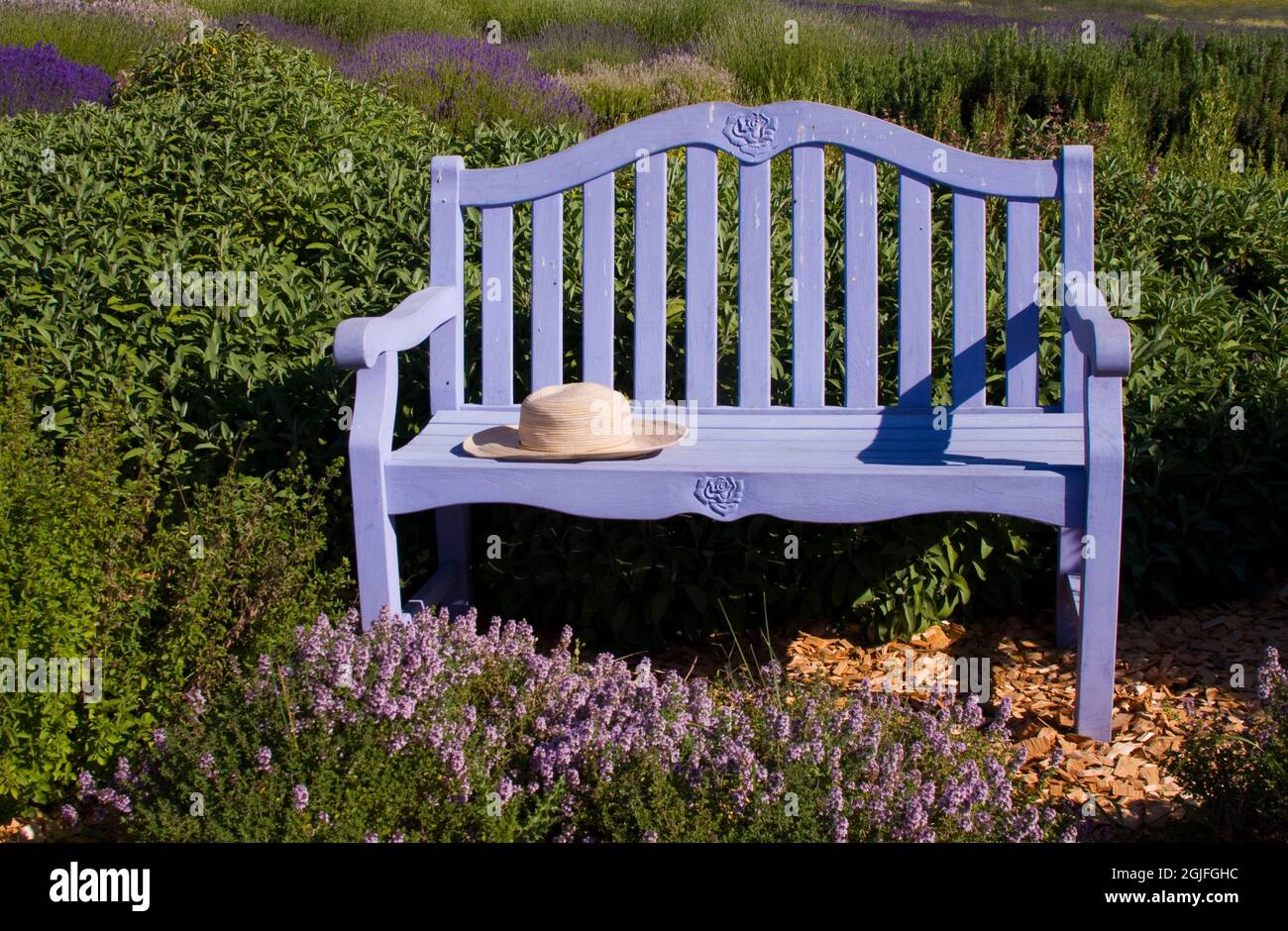 USA, Washington state, Sequim con giardino di Lavanda e Lavanda panca Foto Stock