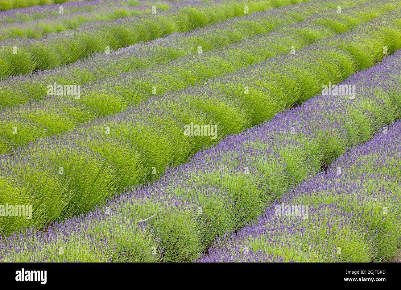 USA, Washington state, Sequim, campi di lavanda fioriti all'inizio dell'estate Foto Stock