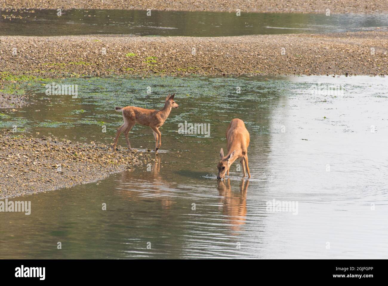 USA, Washington state, Bainbridge Island. Nero-coda di cervo e fawn bere acqua salmastra bassa marea Fletcher Bay. Foto Stock