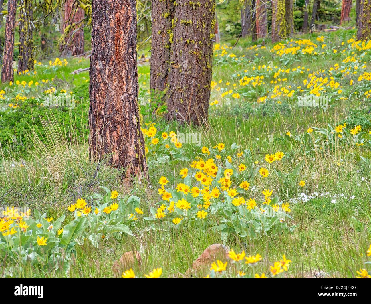 USA, Washington state, Table Mountain, Ponderosa Pine con fiori selvatici primaverili Foto Stock