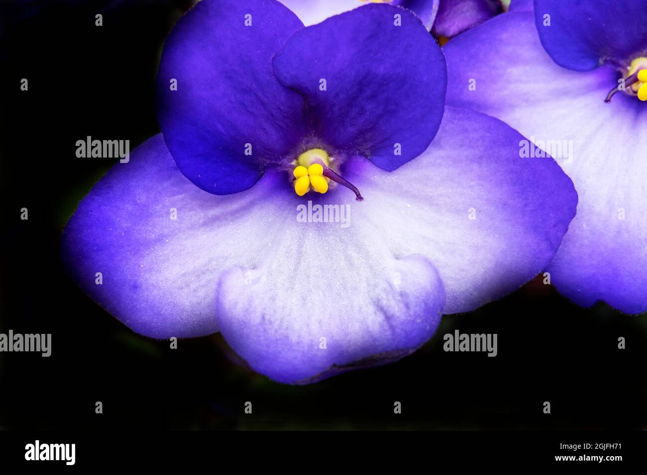 Saintpaulia, fiore viola africano. Nativo dell'Africa, ora una pianta interna della casa. Foto Stock