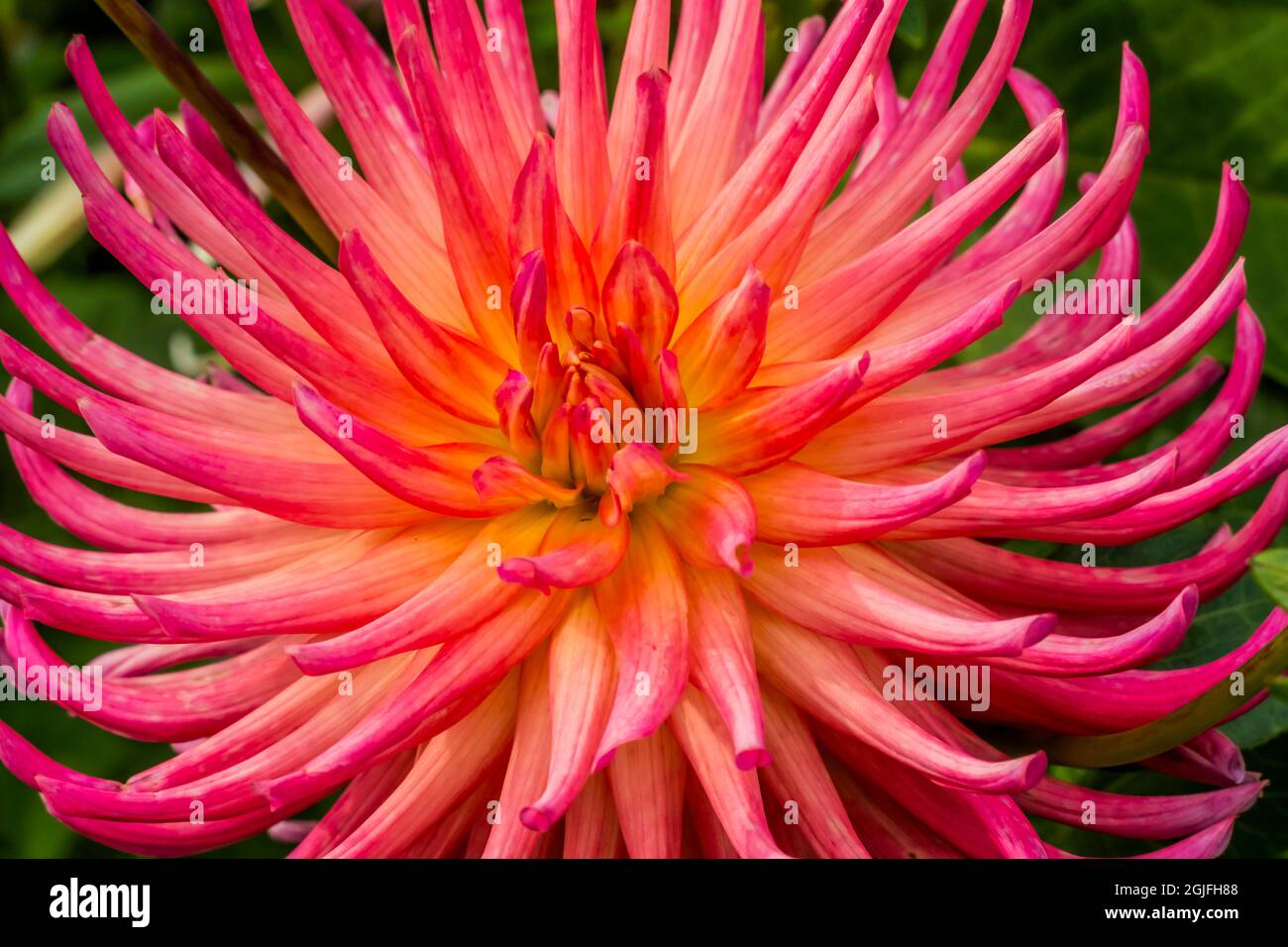 Rosa giallo Cactus Dahlia fiore. Dahlia ha nominato Brookside Cheri Foto Stock