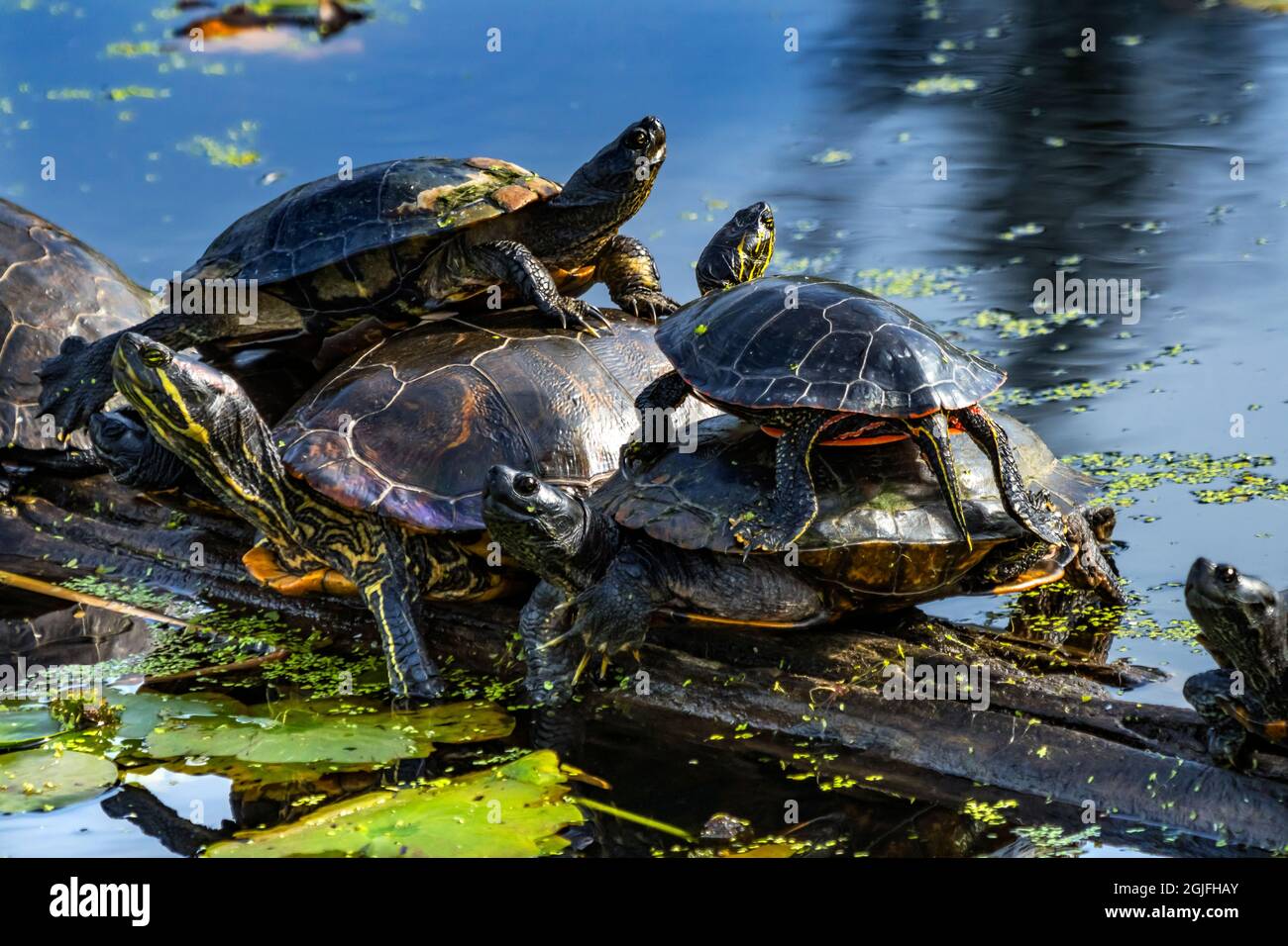 Western Painted Turtles Turtle Tower Juanita Bay Park Lake Washington, Kirkland, Washington state. Foto Stock