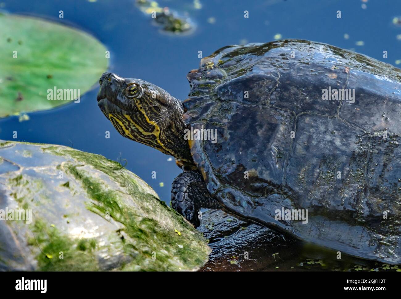Western Painted Turtle Juanita Bay Park Lake Washington, Kirkland, Washington state. Foto Stock