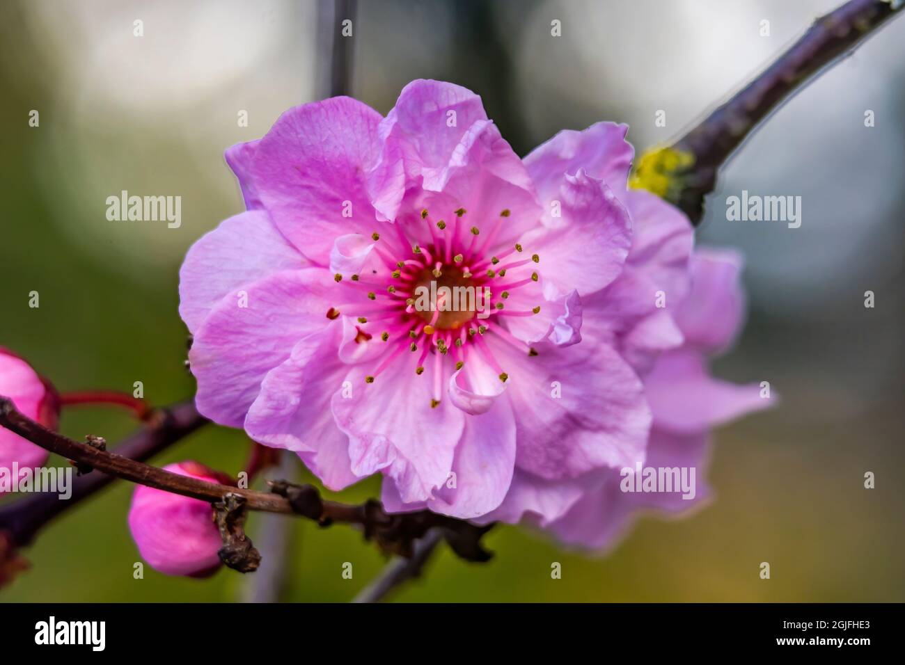 Fiore di pesca rosa fioritura, Bellevue, stato di Washington. Foto Stock