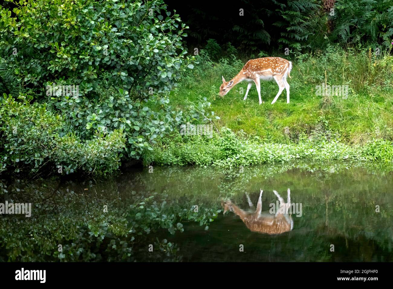 Radura di cervo vicino ad un fiume con riflessione - Bradgate Park, Leicester, Regno Unito Foto Stock