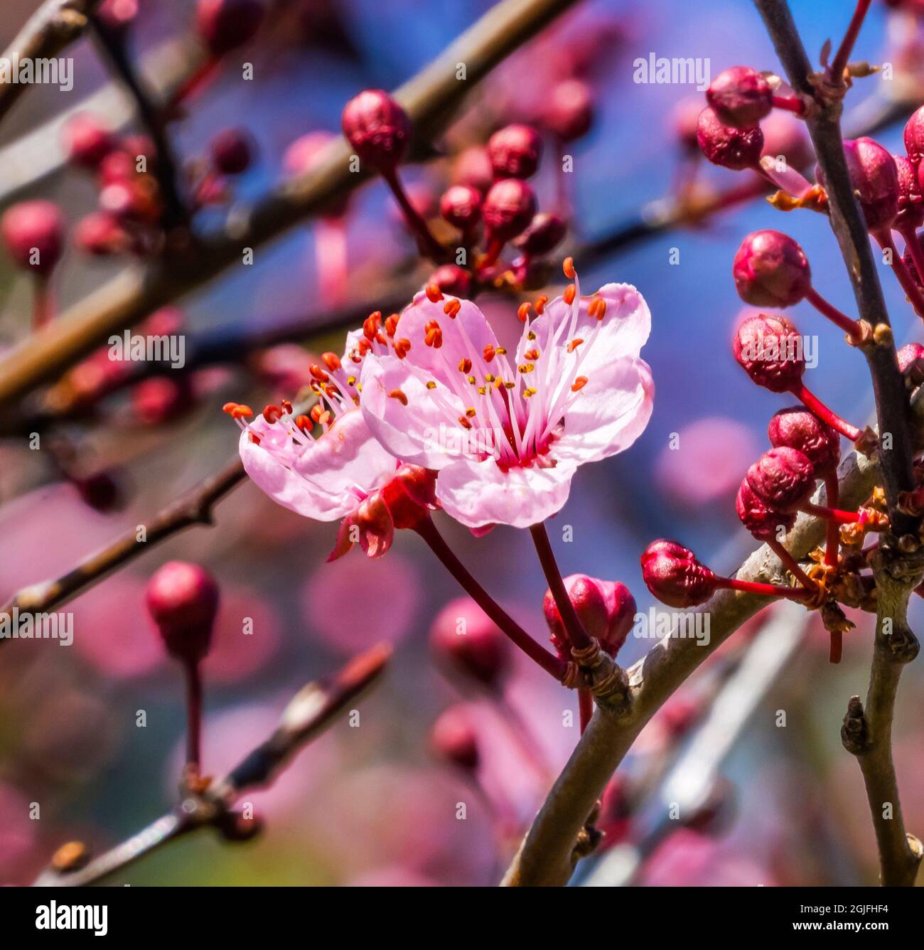 Fioritura di ciliegie, Bellevue, stato di Washington. Foto Stock