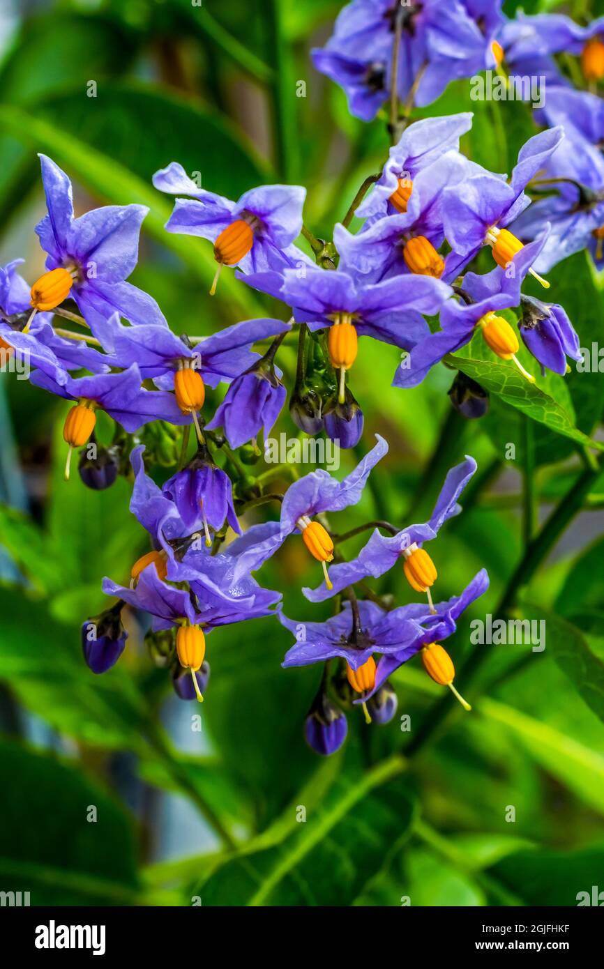 Vite di patata blu in fiore. Nativo del Cile Foto Stock