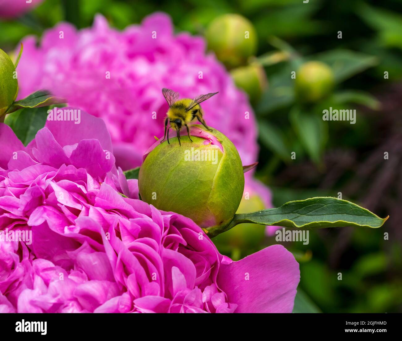 Bumblebee che si nutrono di nettare, peonia rosa, Bellevue, stato di Washington Foto Stock Bumblebee che si nutrono di nettare, peonia rosa, Bellevue, stato di Washington Foto Stock