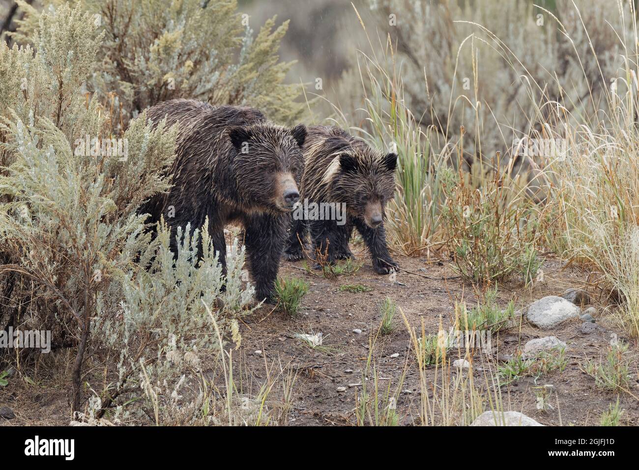 Orso bruno femminile (orso bruno) con cucciolo, Lamar Valley, Yellowstone National Park, Wyoming Foto Stock