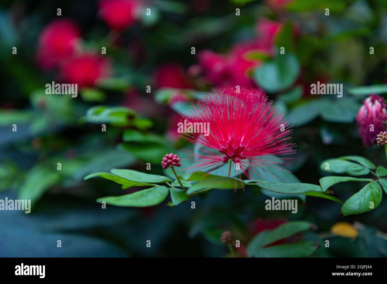 Un'immagine ravvicinata di un fiore di polvere di scarlatto. Foto Stock