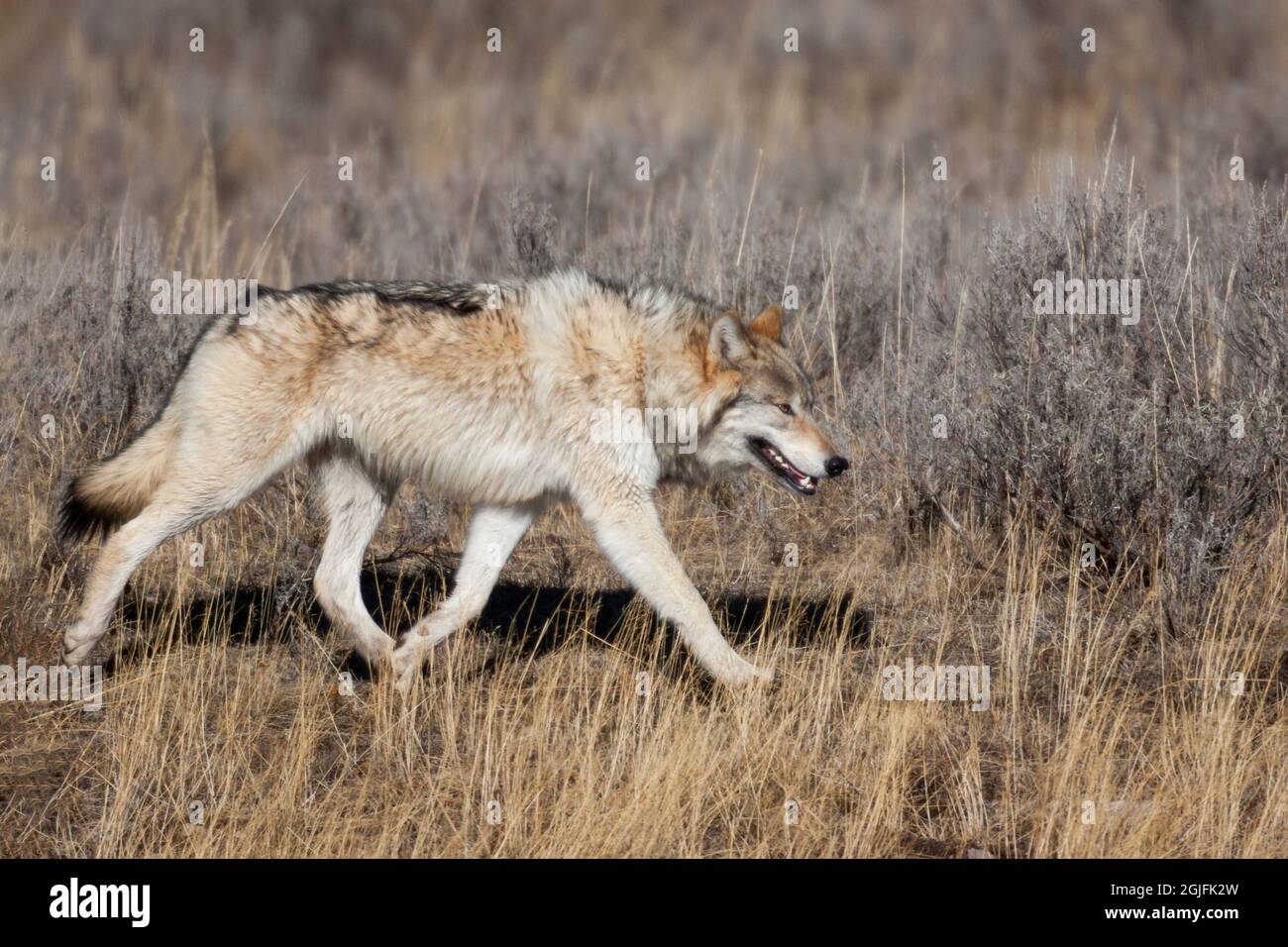 Parco Nazionale di Yellowstone. Ritratto di un lupo grigio che corre attraverso il pennello. Foto Stock