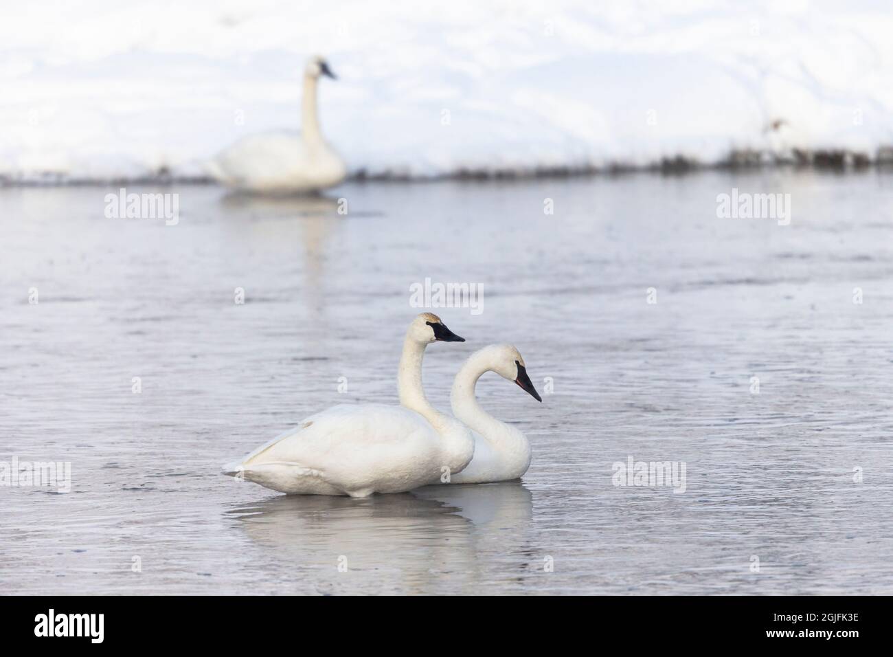 Parco Nazionale di Yellowstone. Un paio di cigni trombettieri si trovano nelle baraccate del fiume. Foto Stock